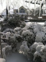 2013 Blizzard, Nemo. My poor Azalea *trees*